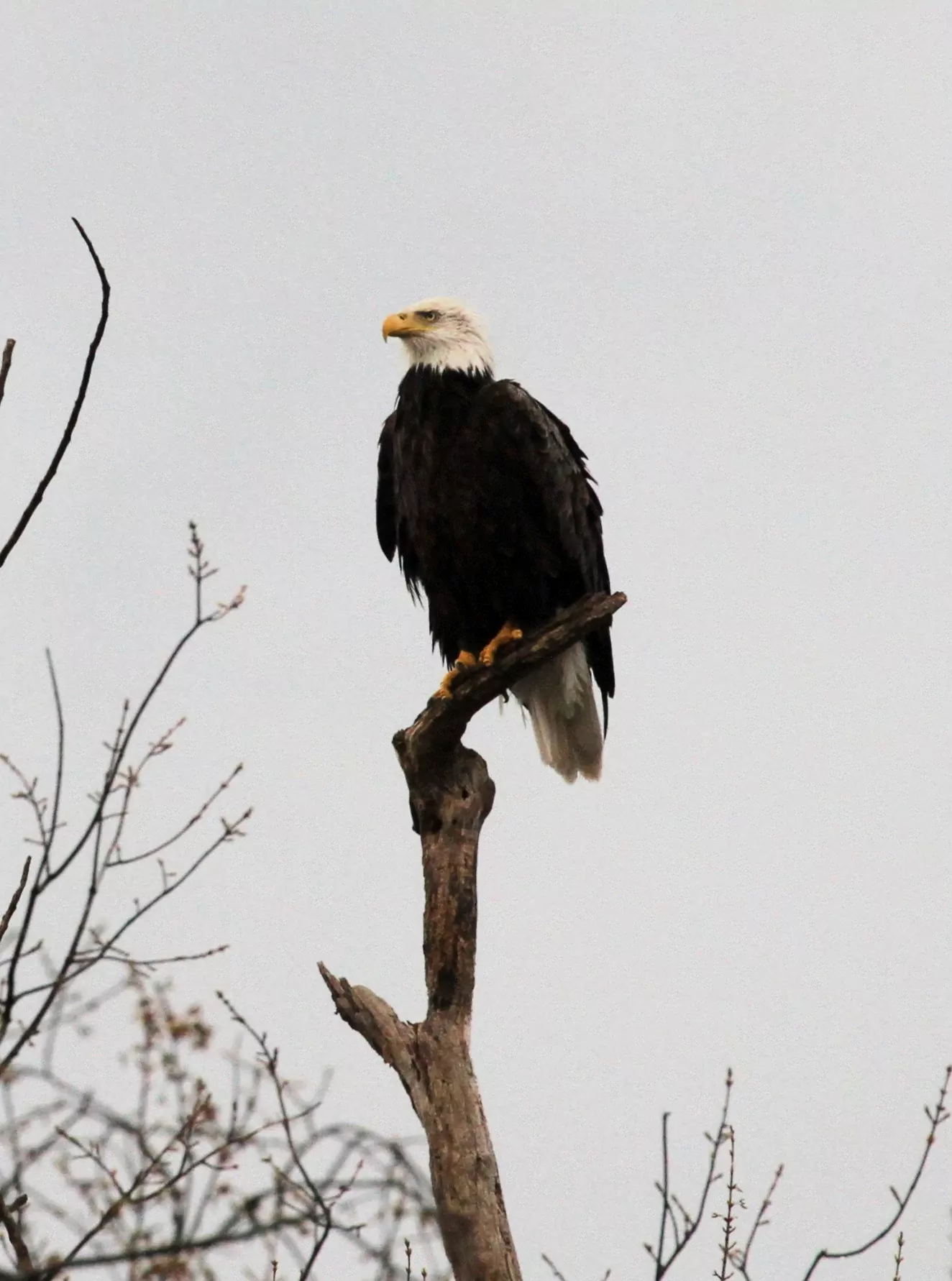 A bald eagle perched on the broken top of a dead tree against a grey sky.