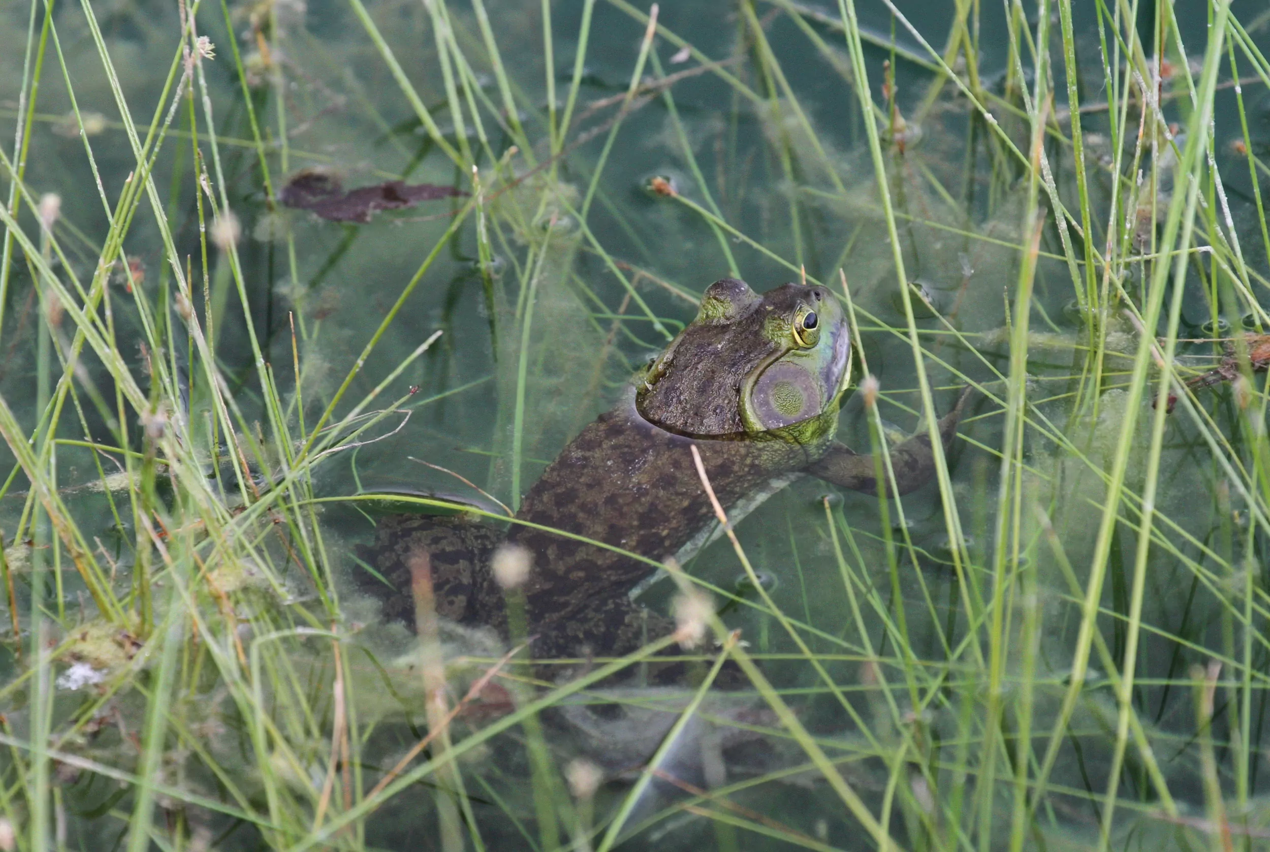 A bullfrog resting at the surface among green rushes in shallow water.